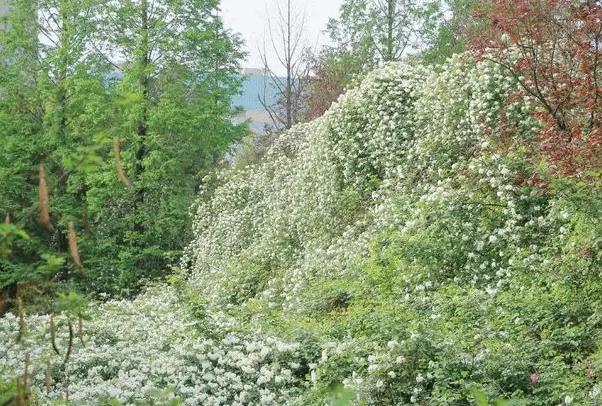 成都那里有七里香 七里香花海在哪里