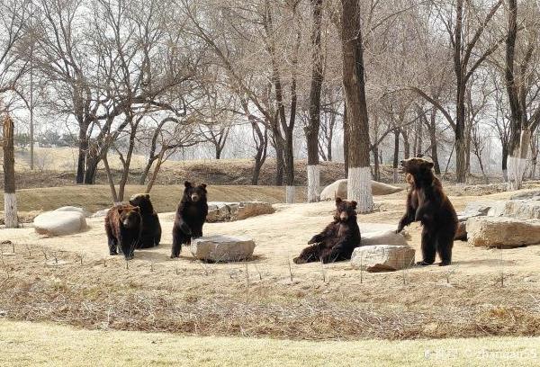 北京野生動物園一日游攻略 有什么好玩的