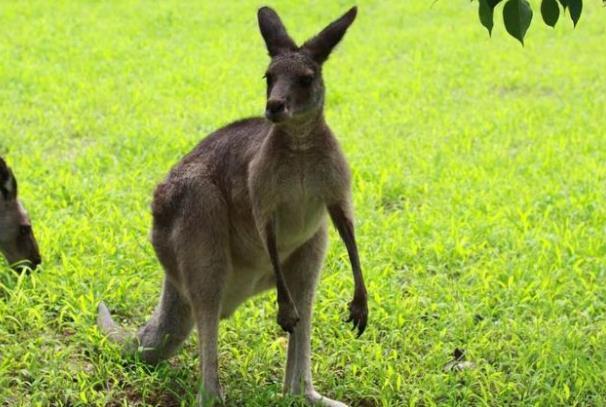 北京野生動物園一日游攻略 有什么好玩的