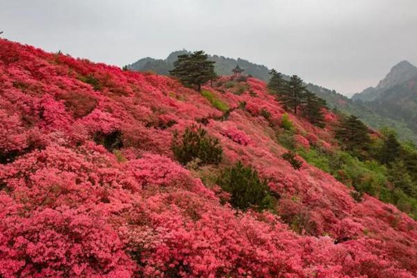 麻城杜鹃花在什么地方