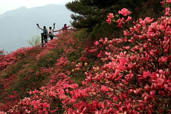 麻城杜鹃花在什么地方