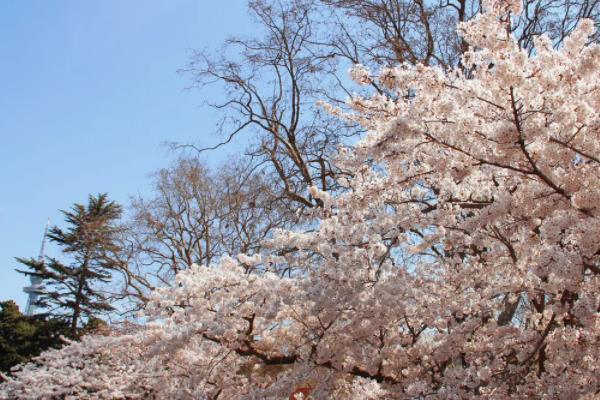 2022青岛樱花几月份开花 哪里可以看樱花