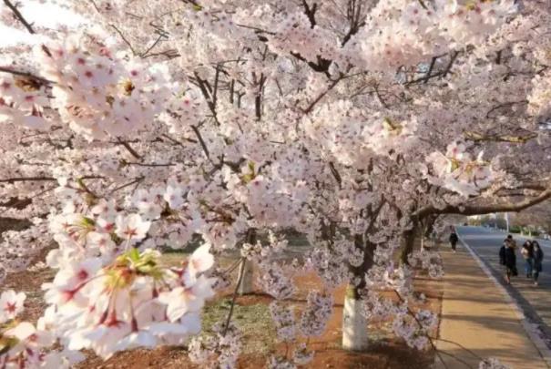 2022青岛樱花几月份开花 哪里可以看樱花