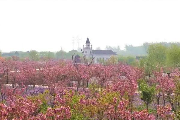 2022北京蓝调庄园樱花节时间及活动详情