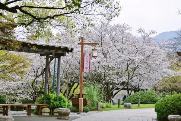 4月杭州还有樱花吗 哪里有樱花