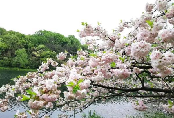 4月杭州还有樱花吗 哪里有樱花