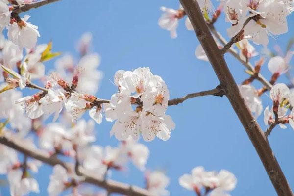 2022北京藍調莊園櫻花節活動時間及門票價格 附交通指南