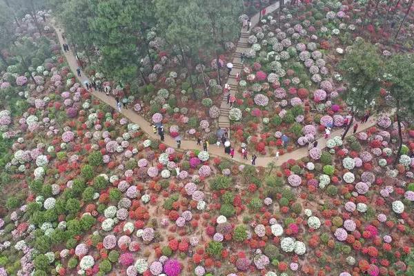 重慶南山放牛村杜鵑花門票嗎 在哪里