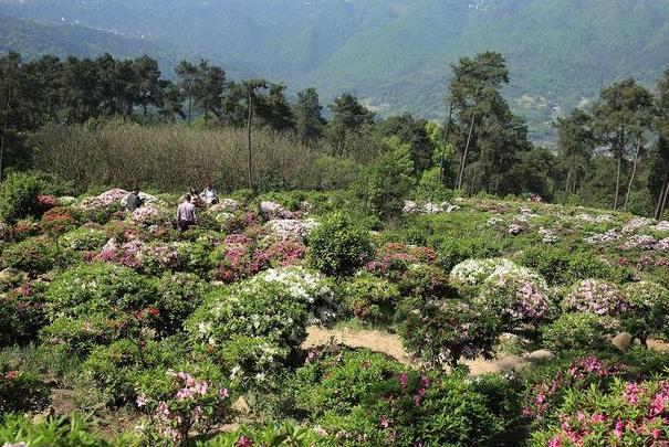 重庆南山放牛村杜鹃花门票吗 在哪里