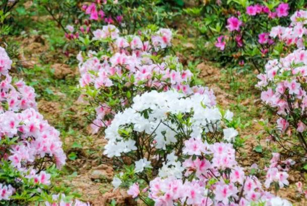 重庆南山放牛村杜鹃花门票吗 在哪里