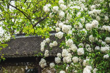 南京哪里有木绣球 哪个公园有绣球花可以看
