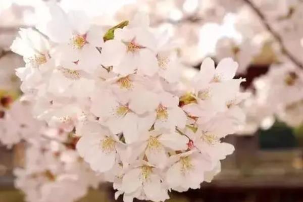 广州赏花时间及全年最佳赏花地点推荐