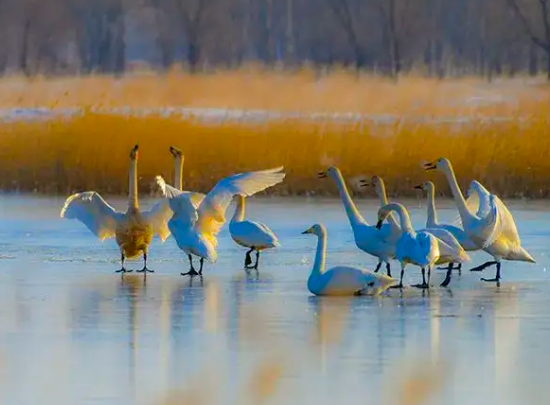 内蒙古候鸟迁徙路线及最佳观赏期