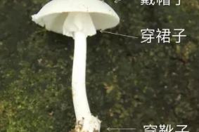 深圳常见的毒蘑菇有哪些 误食毒蘑菇怎么办