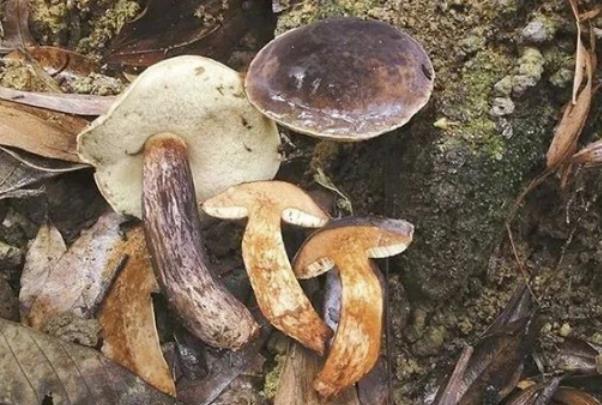 深圳常见的毒蘑菇有哪些
误食毒蘑菇怎么办