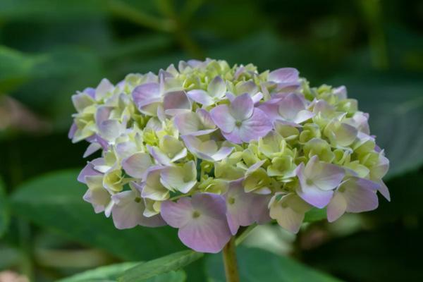 2022武漢繡球花幾月開花 觀賞點推薦