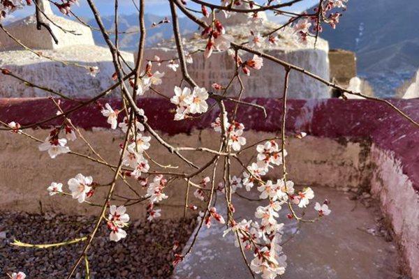 帕崩崗寺桃花開了嗎?什么時候開?