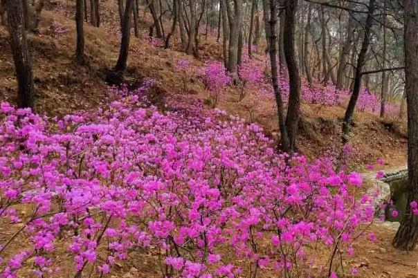 2022北京紅螺寺杜鵑花多嗎