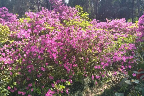 長沙哪里有杜鵑花看 最美賞花地推薦