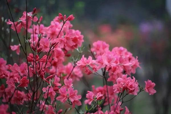 浙江看杜鵑花的好地方 十大杜鵑觀賞勝地