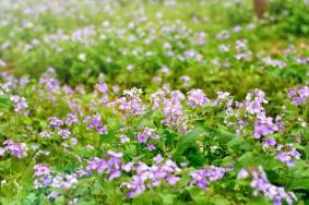 四月北京赏花去哪里 赏花好去处推荐