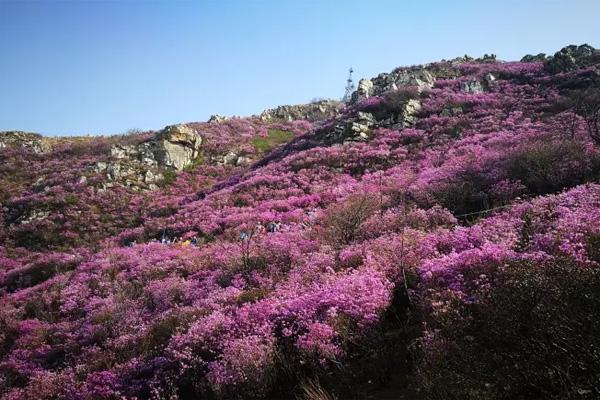 2022大黑山杜鹃花什么时候开 附赏花路线