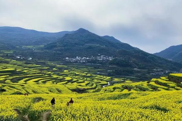 2022覆卮山油菜花什么時候開 附賞花指南