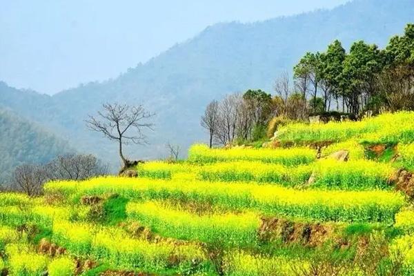 2022覆卮山油菜花什么時候開 附賞花指南