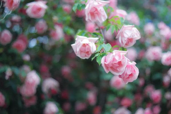 南京最美蔷薇花在哪