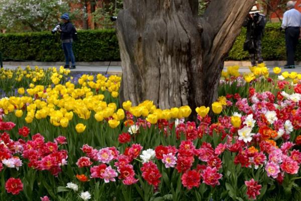 北京中山公园郁金香花展是什么时候