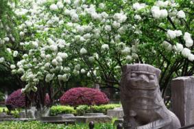 南京哪里可以看繡球花 繡球花開了嗎