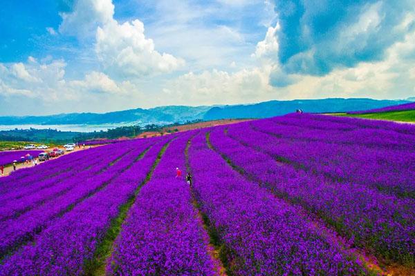 清遠薰衣草世界具體地址 幾月份去最好