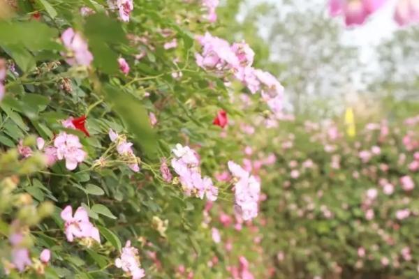 四川哪里有蔷薇花墙 蔷薇花开花的季节