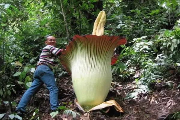 國家植物園三大鎮園之寶是什么