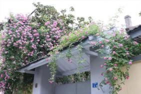2022南京颐和路蔷薇花开了吗