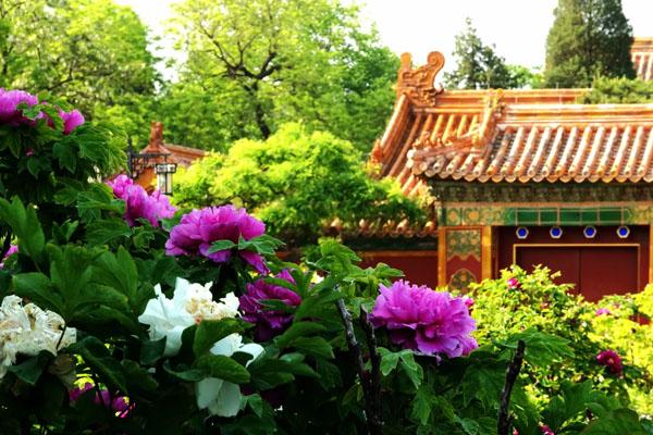 北京景山公园牡丹花开时间2022 门票价格及开放时间