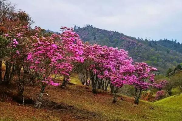 2022蘭坪青巖山杜鵑花開了嗎