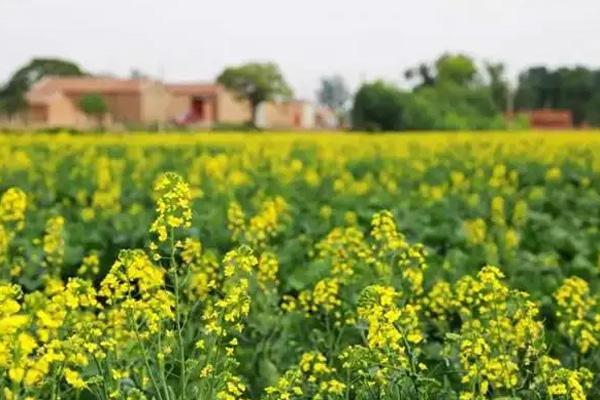 2022天津油菜花最好的地方 附觀賞時間