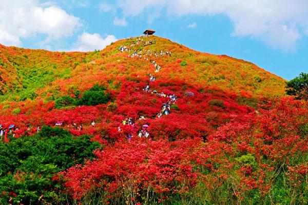 2022大圍山杜鵑花海什么時候開 現在有看的嗎