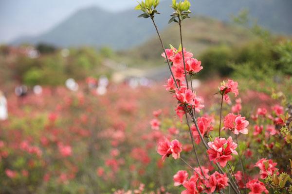 2022溫州圣井山杜鵑花什么時候開 在哪里看