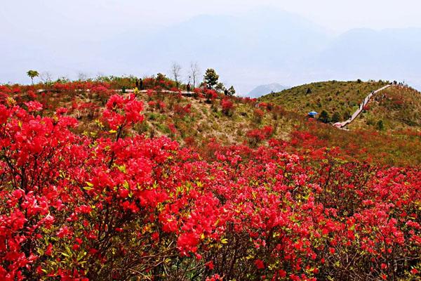 2022温州圣井山杜鹃花什么时候开 在哪里看