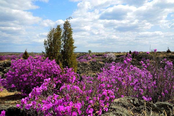 2022哈尔滨五一赏花的景点都有哪些