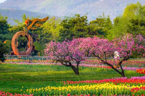 2022北京国家植物园郁金香花展活动详情