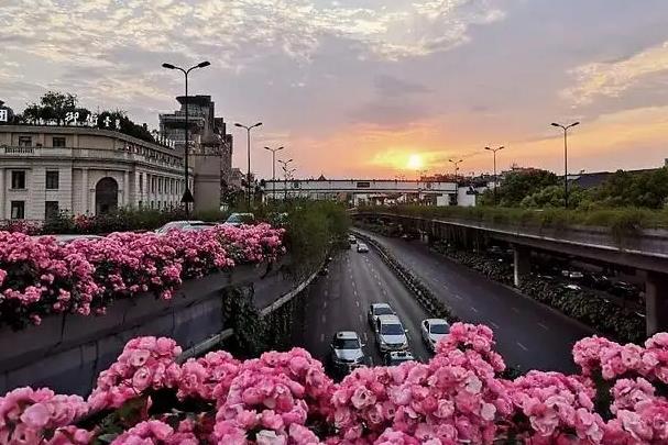 杭州月季花高架橋地址 有哪些