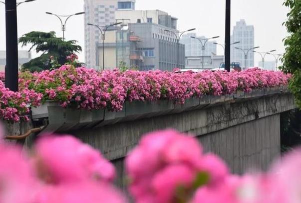 杭州月季花高架桥地址 有哪些