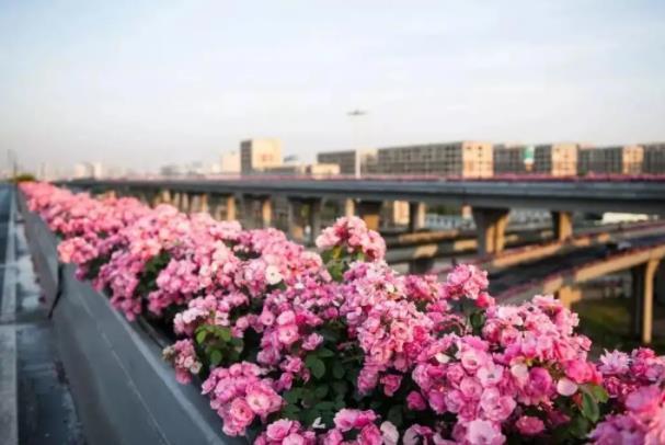 杭州哪里看月季花 网红拍照点推荐