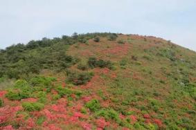 2022仙居张姆山杜鹃花开了吗