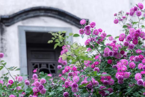 南京看薔薇花的地方 哪里看薔薇花