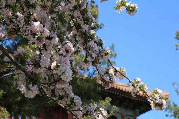 北海公園海棠花什么時候開放