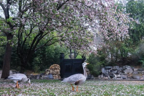 北海公園海棠花什么時候開放